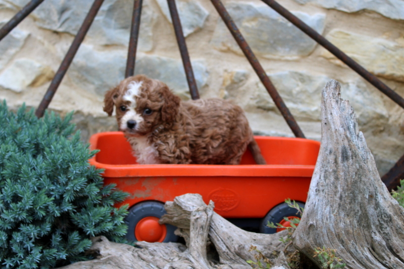 puppy, for, sale, Cavapoo, Matthew B. Stoltzfus, dog, breeder, Gap, PA, dog-breeder, puppy-for-sale, forsale, nearby, find, puppyfind, locator, puppylocator, aca